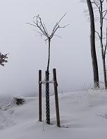  28. Januar 2012 - Nach einer Winterwanderung mit Benjamin haben wir Samuels Ginkgo besucht